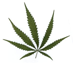 Hoja de Cannabis Sativa